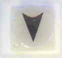 BUTTON, ARROW WITH CAP, SURVIVOR, CALIFORNIA STYLE ADAMS # WC457W-A
